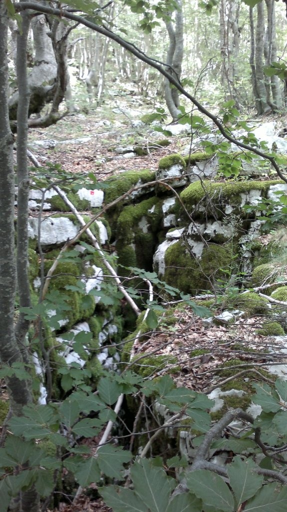 Bejárat, csenevész fák között