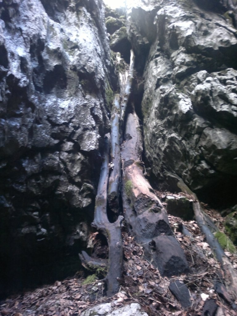 A bevagdalt fatörzsek