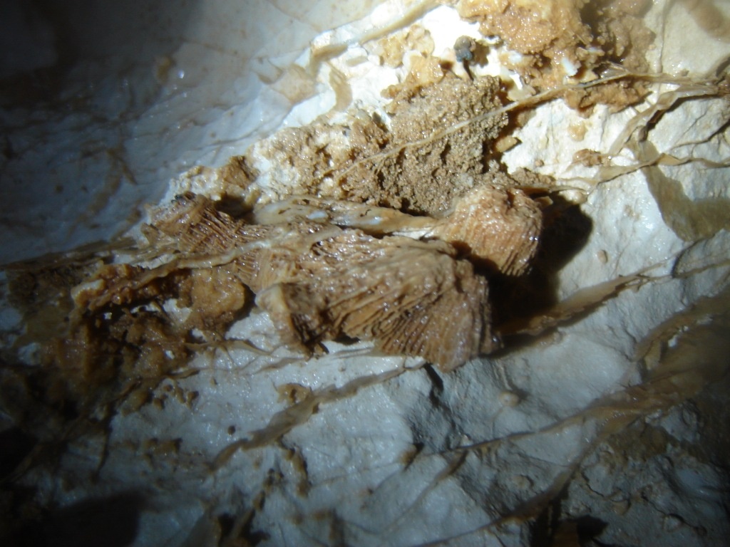 Kipreparálódott őslények