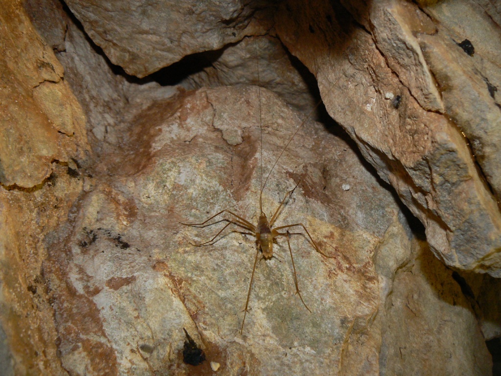 Hosszú csápú pók