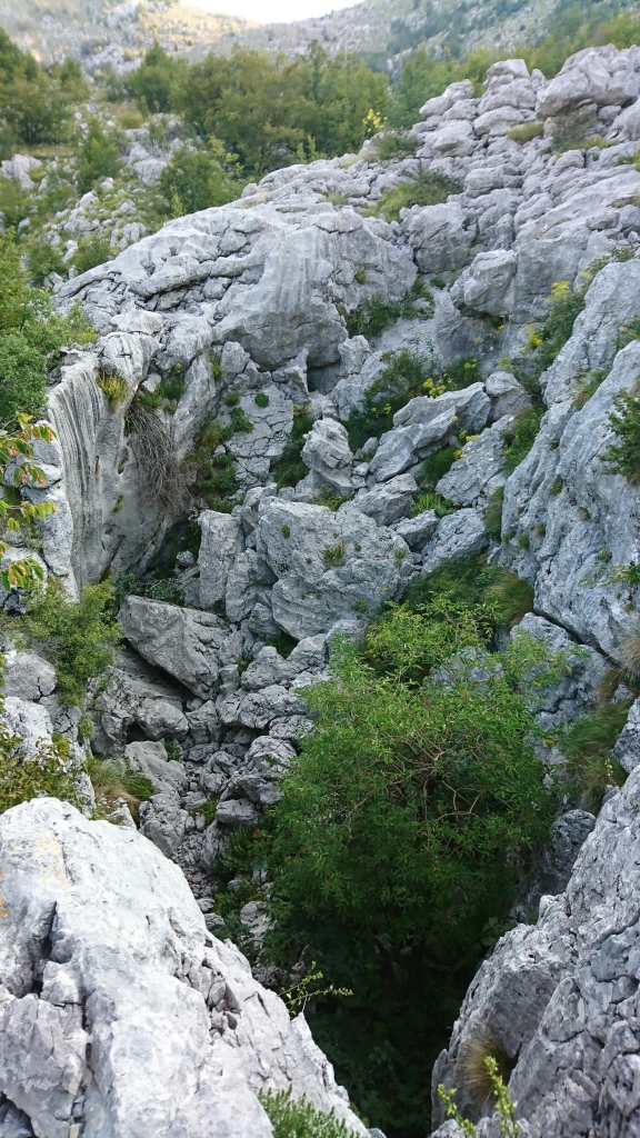Liliomtipró
